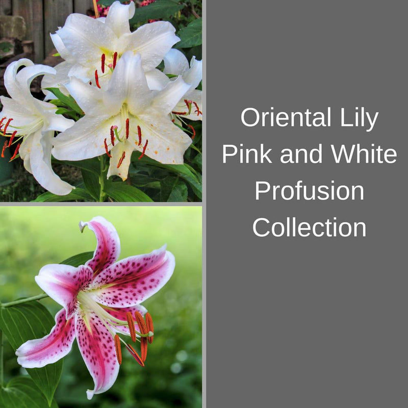 Oriental Lily Pink and White Profusion Collection