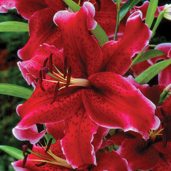 Oriental Lily Rio Negro