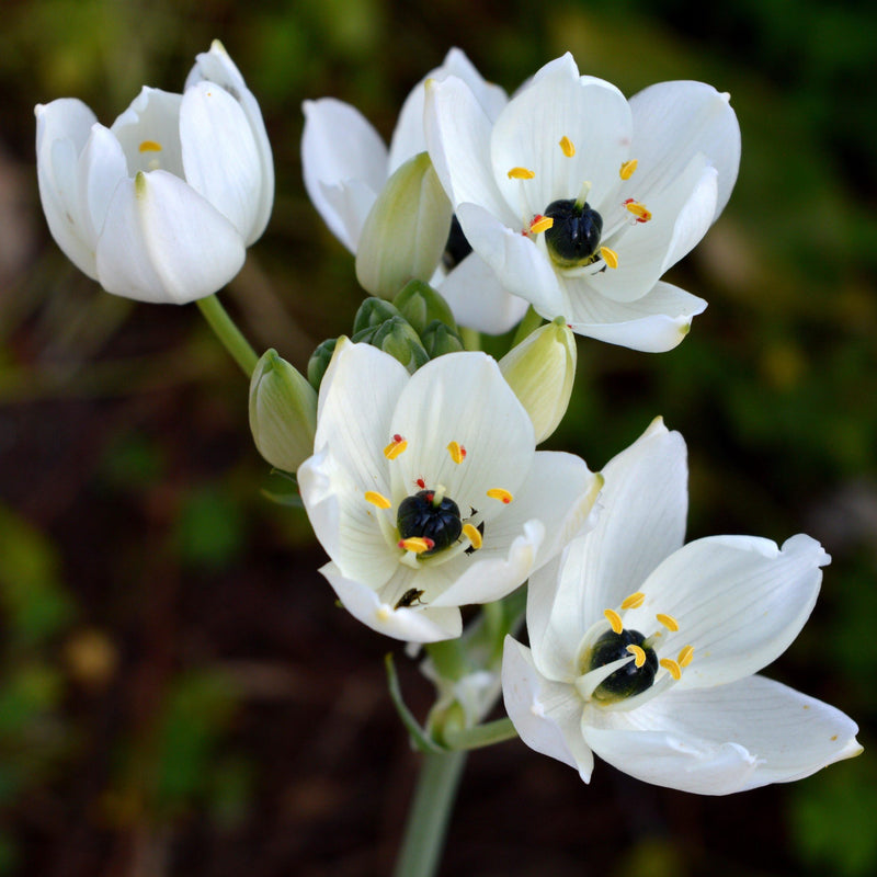 Ornithogalum Arabicum (Arabian Starflower)