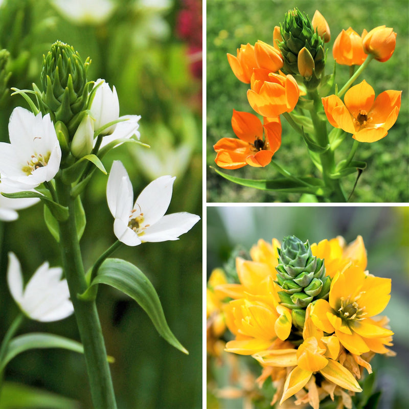 Ornithogalum Bethlehem Collection