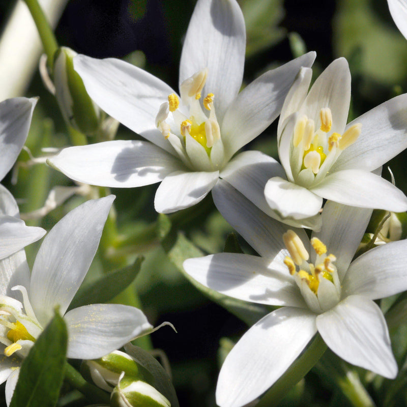 Ornithogalum Balansae