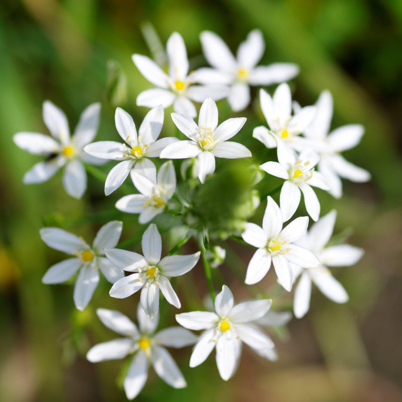 Ornithogalum Balansae