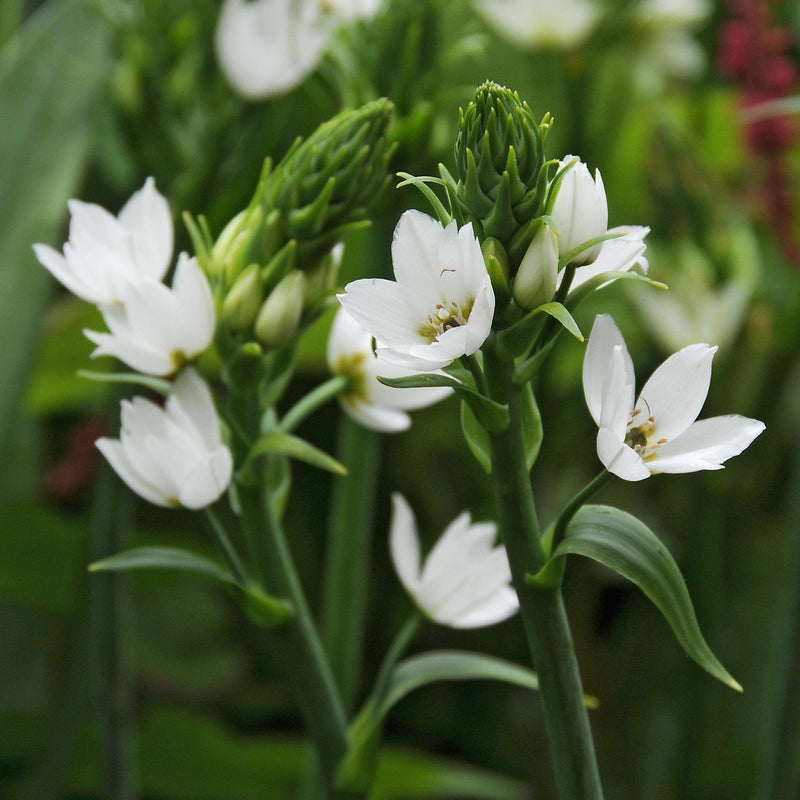 Ornithogalum Dubium Coconut Cream