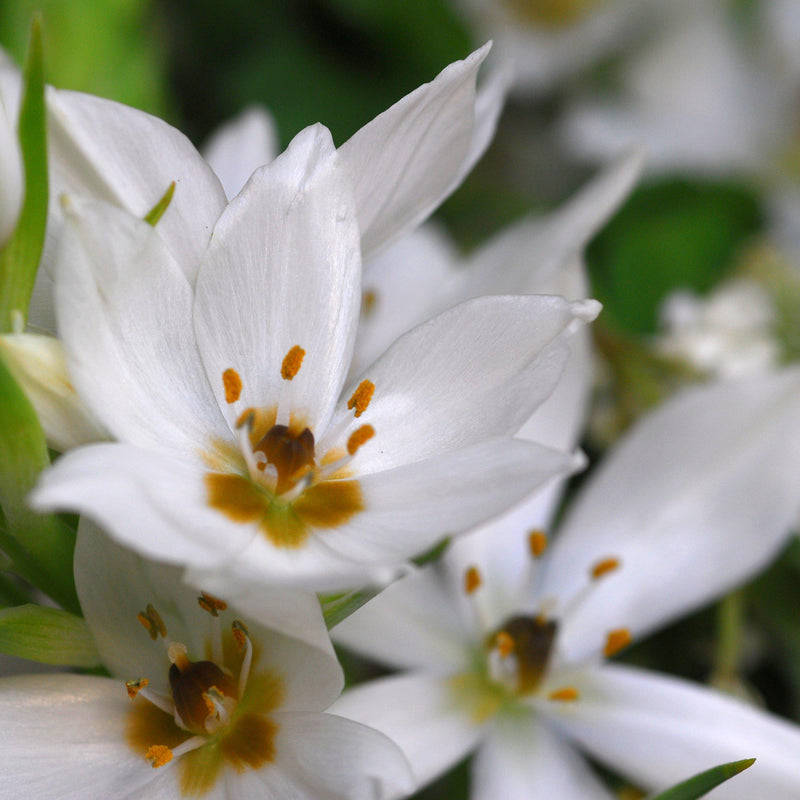 Ornithogalum Dubium Coconut Cream