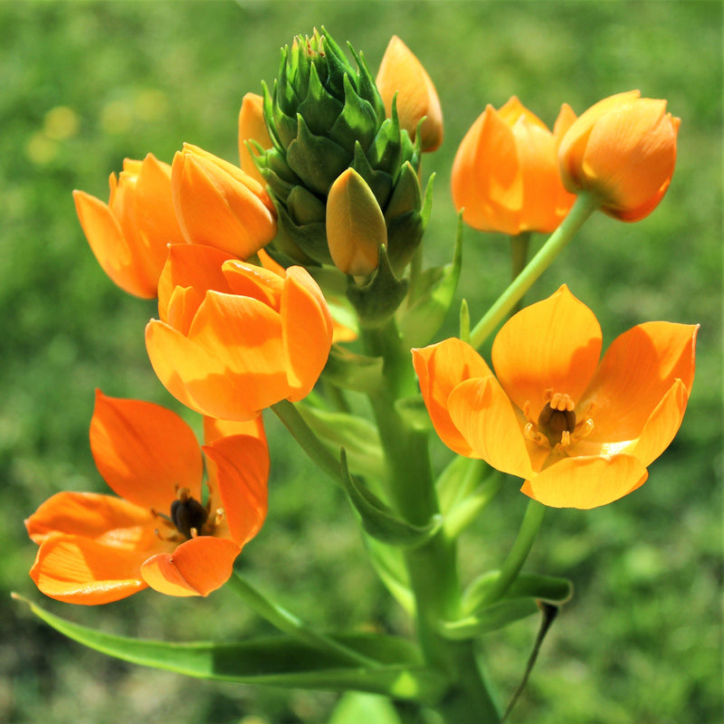 Ornithogalum Dubium Orange Cream