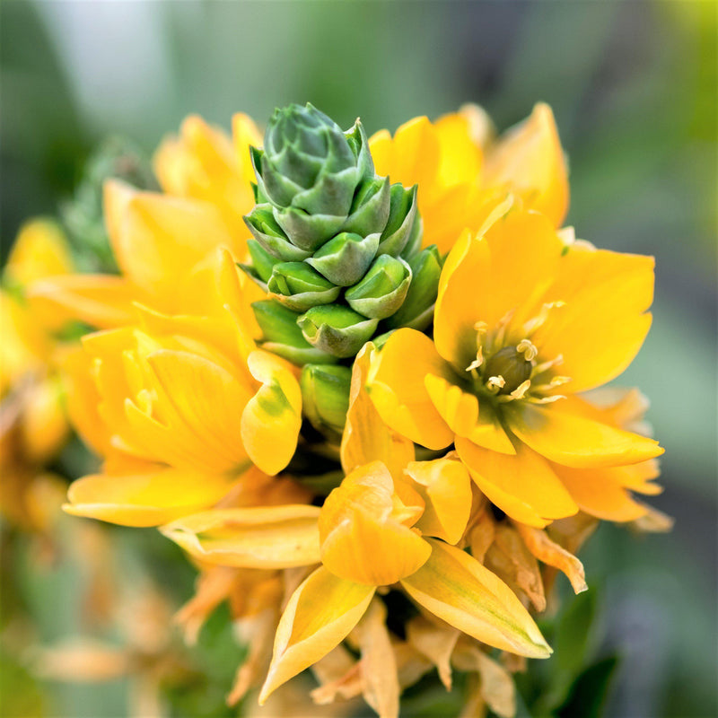 Ornithogalum Dubium Lemon Custard