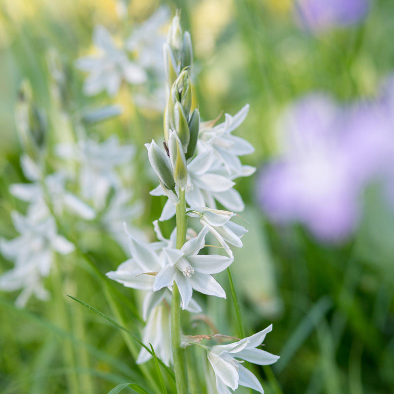 Ornithogalum Nutans