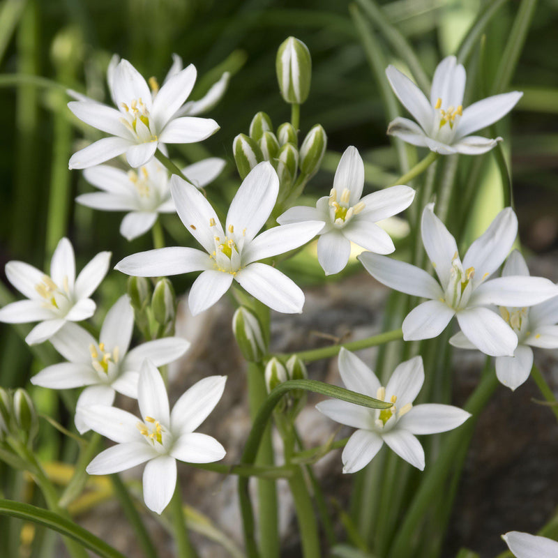 Ornithogalum Umbellatum (Star of Bethlehem)