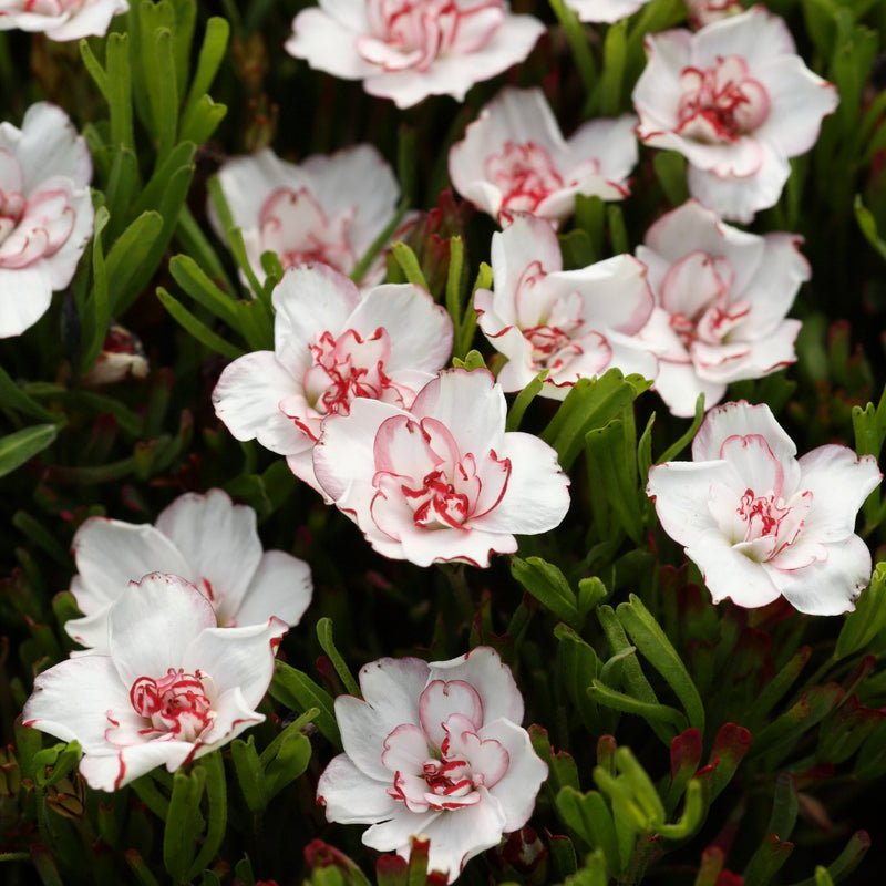 Oxalis Censation Double Pink Wonder