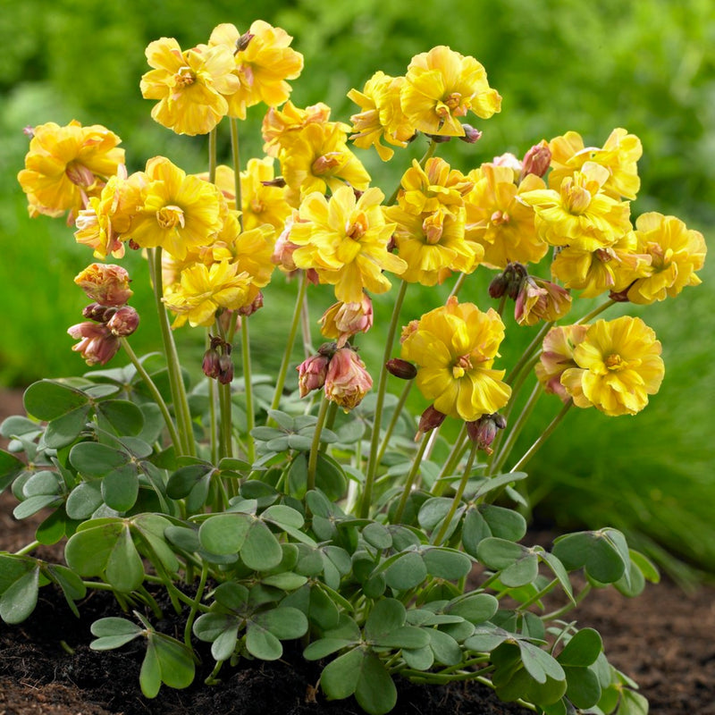 Oxalis Double Trouble