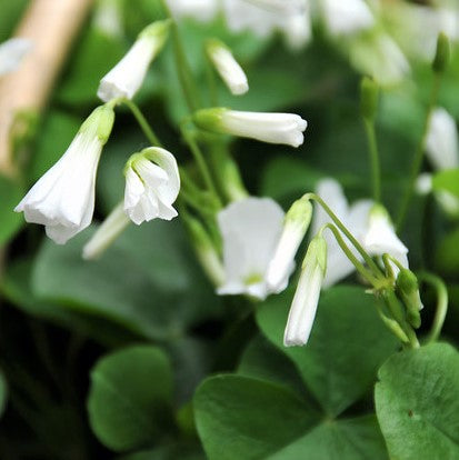 Oxalis Regnellii (Lucky Shamrock)