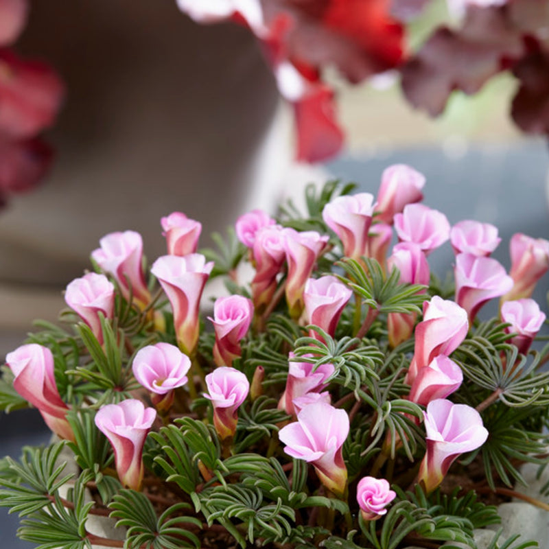 Oxalis Autumn Pink