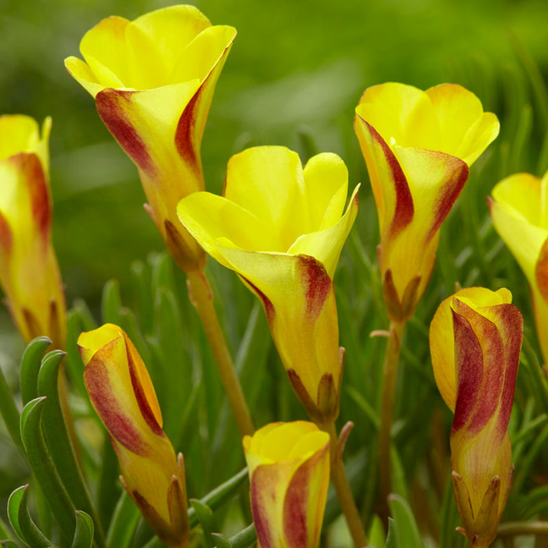 Oxalis Golden Cape