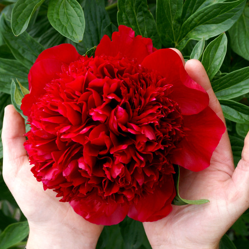 Peony Red Charm