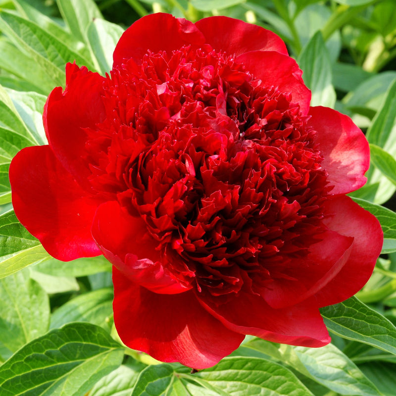 Peony Red Charm