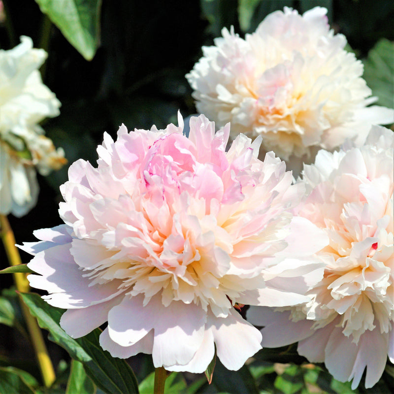 Peony Alertie