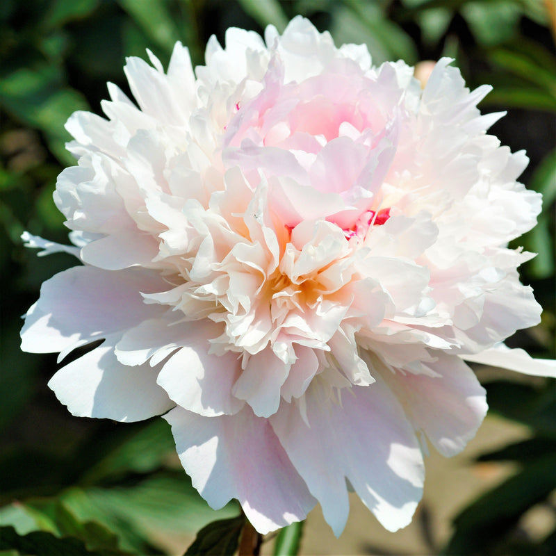 Peony Alertie