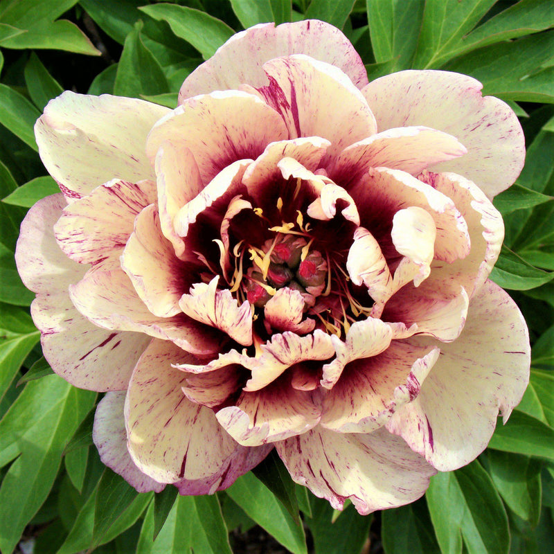 Peony All That Jazz