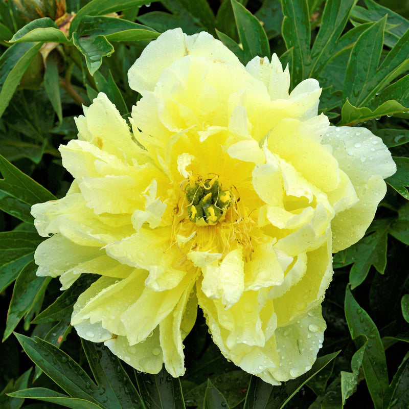 Peony Bartzella