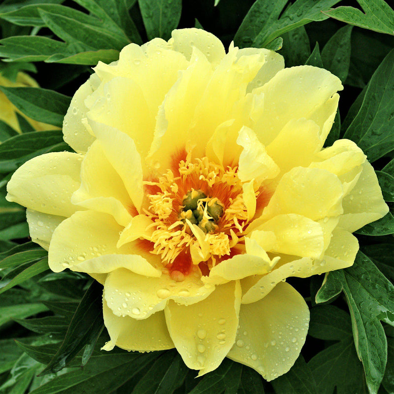 Peony Bartzella