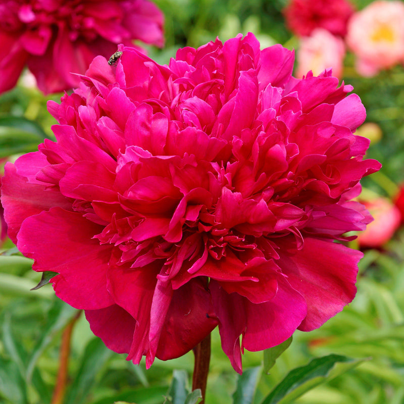 Peony Big Ben