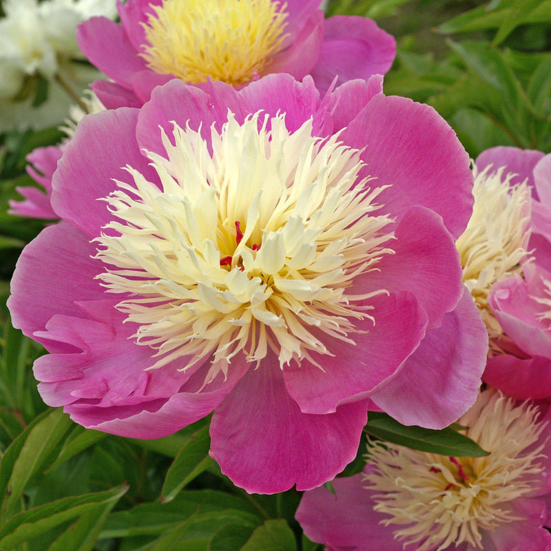 Peony Bowl of Beauty