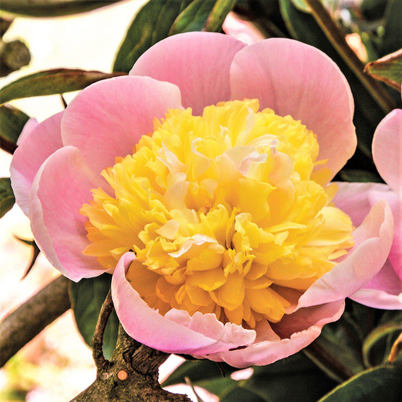 Peony Butter Bowl