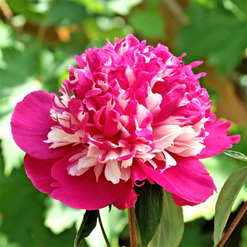 Peony Celebrity