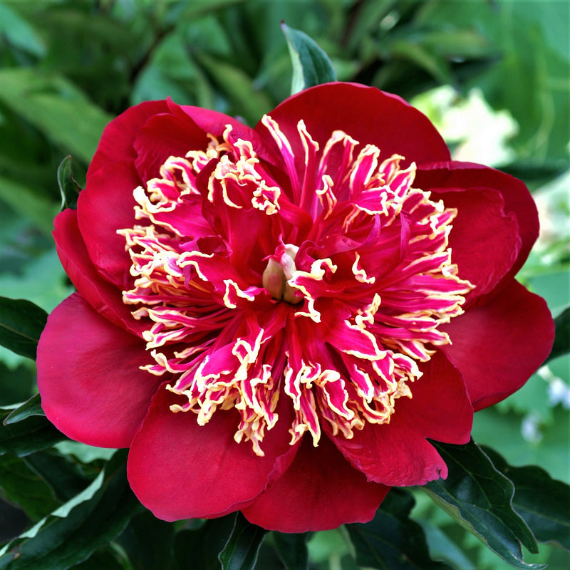 Peony Charles Burgess