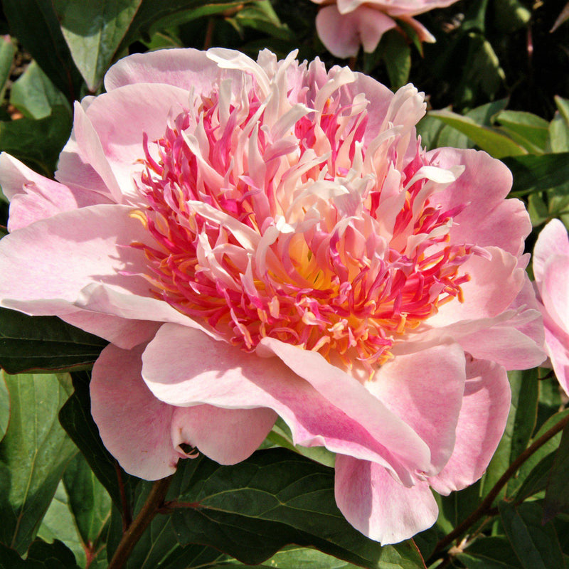 Peony Do Tell