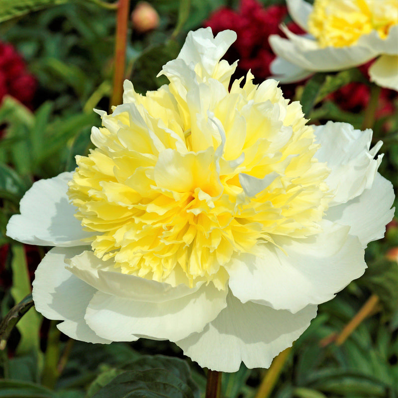 Peony Honey Gold