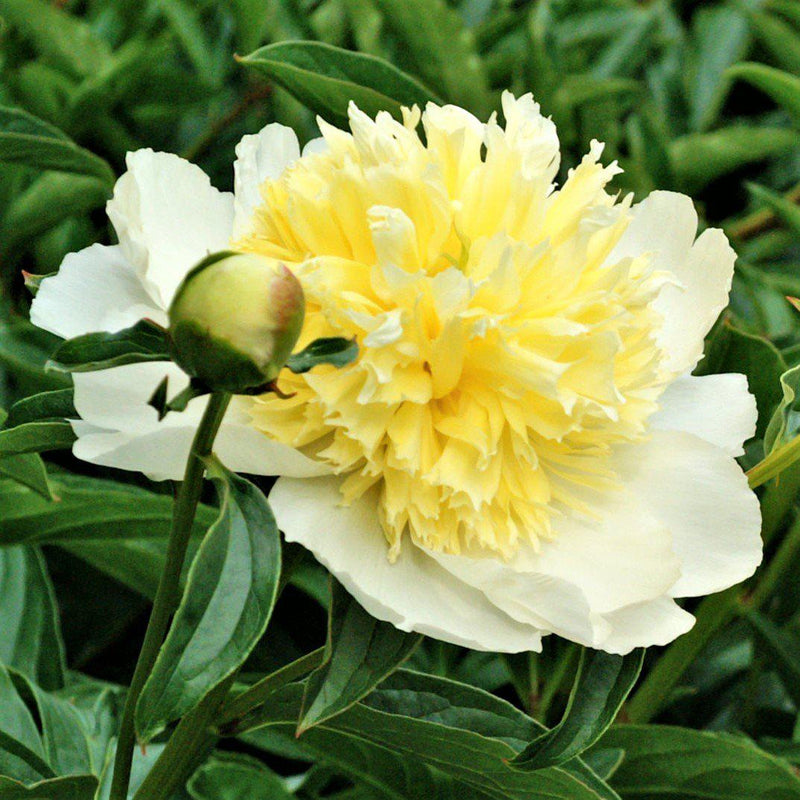 Peony Honey Gold