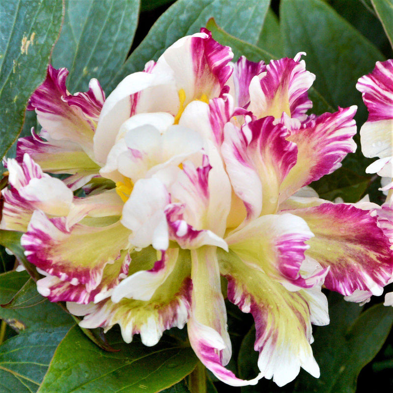 Peony Peppermint Patti