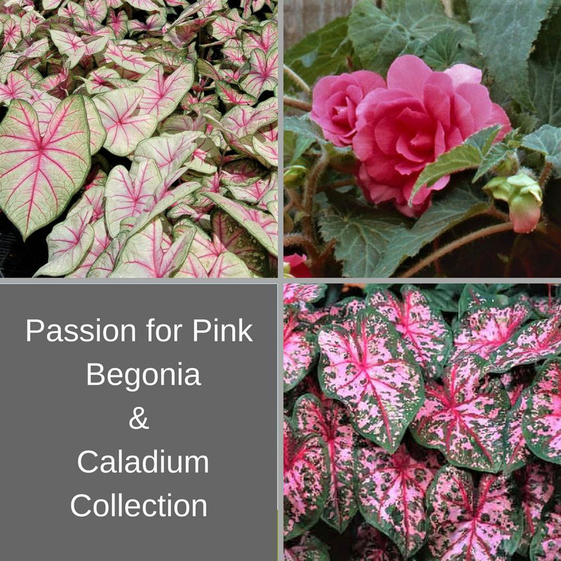 Passion For Pink - Begonia & Caladium Blend