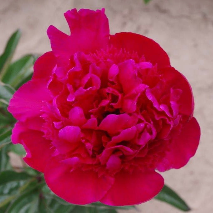 Peony Albert Niva (Fragrant)