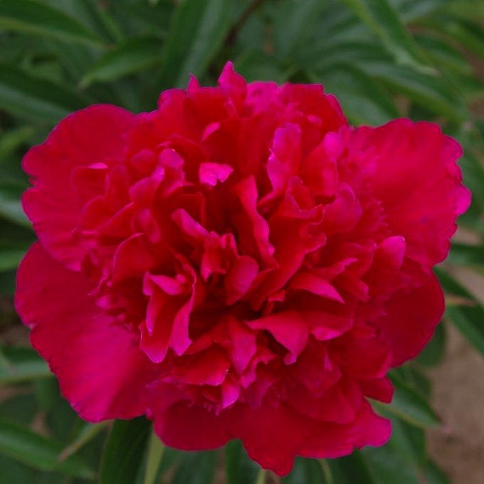 Peony Albert Niva (Fragrant)