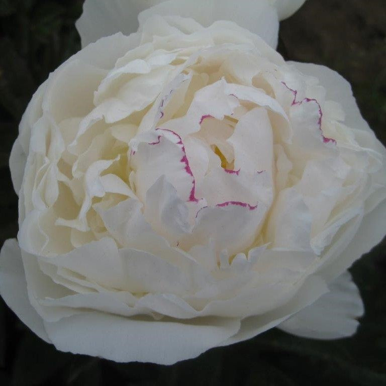 Peony Avalanche