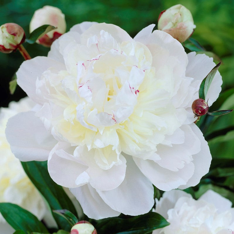 Peony Avalanche