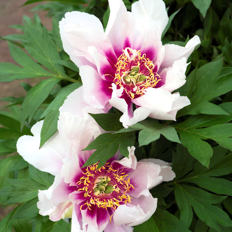 Peony Cora Louise