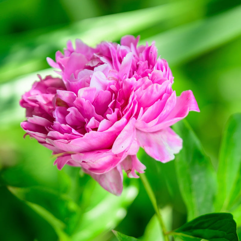 Peony Edulis Superba