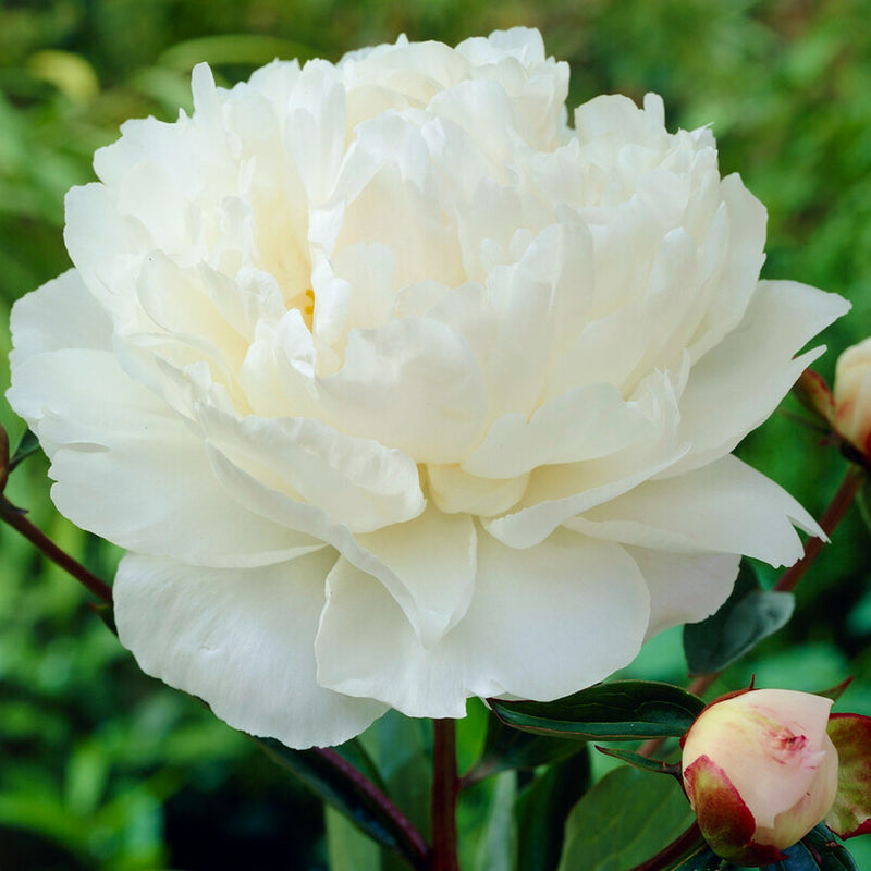 Peony Gardenia