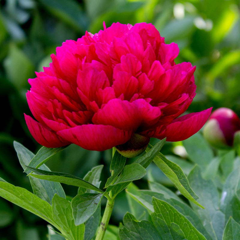 Peony Kansas