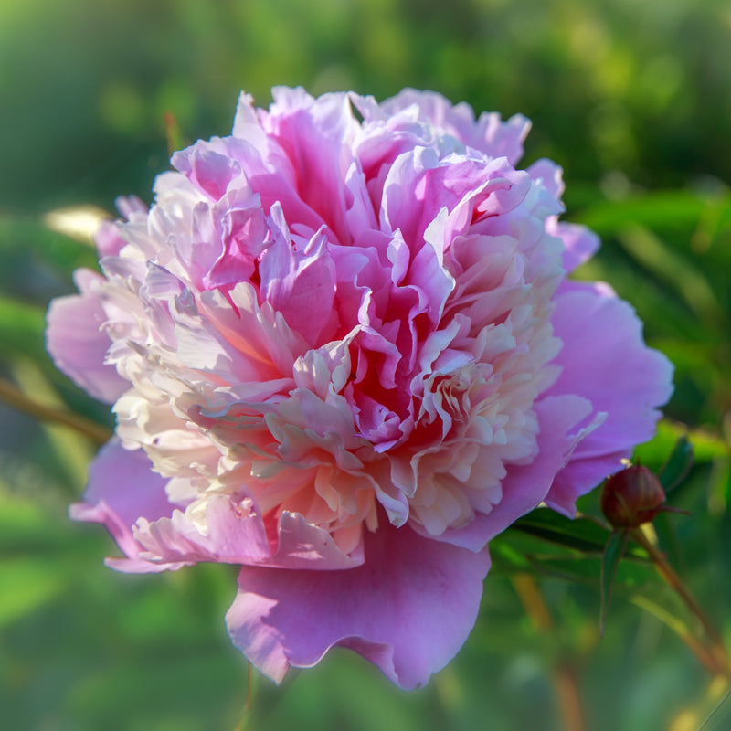 Peony Sorbet