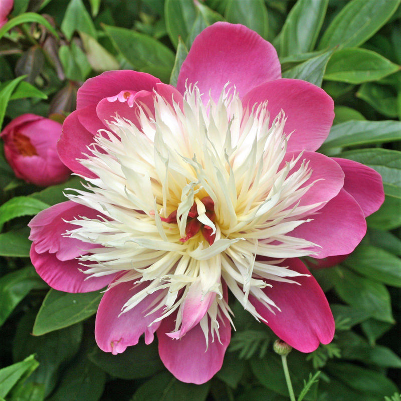 Peony Bowl of Beauty