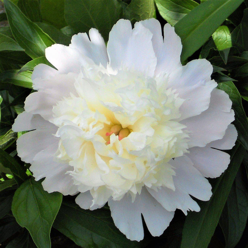 Peony Charlie's White