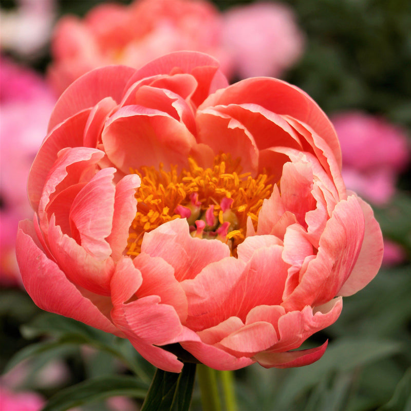 Peony Coral Charm