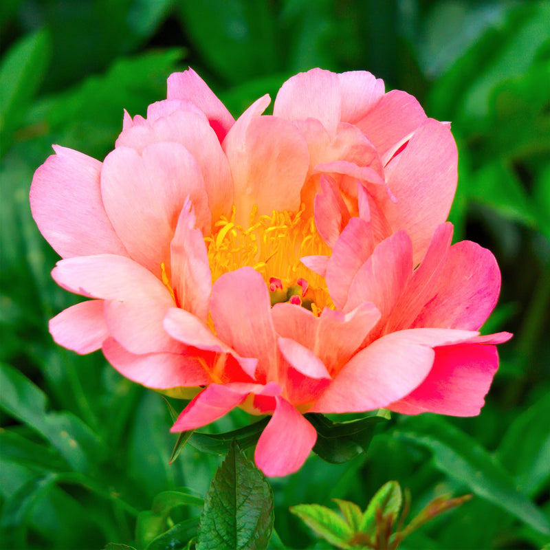 Peony Coral Sunset