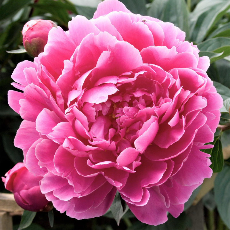 Peony Dr Alexander Flemming