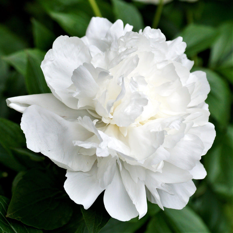 Peony Duchess de Nemours