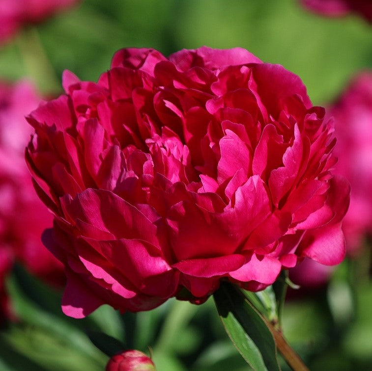 Peony Felix Crousse